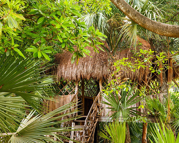 Thatched shelter in dense jungle Primitive thatched shelter in dense Mexican jungle poverty mexico environment slum stock pictures, royalty-free photos & images