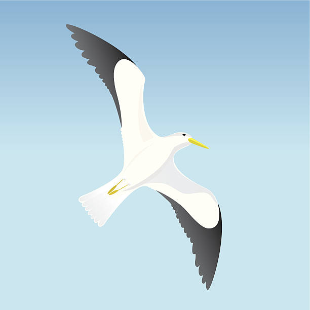ilustrações de stock, clip art, desenhos animados e ícones de gaivota sobre fundo de céu azul - magnification animals in the wild environment clear sky