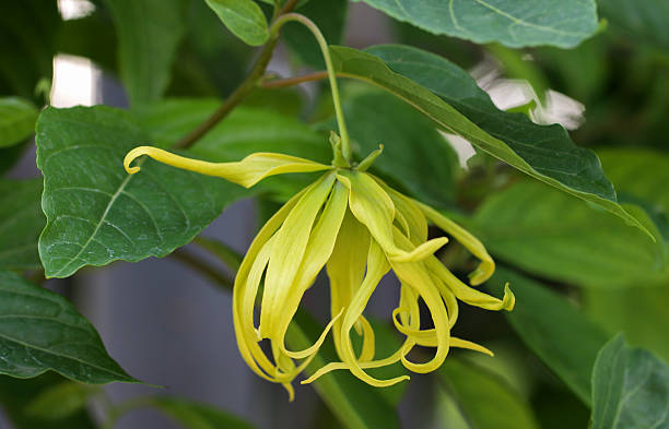 istock Ylang-Ylang Flower 507545256