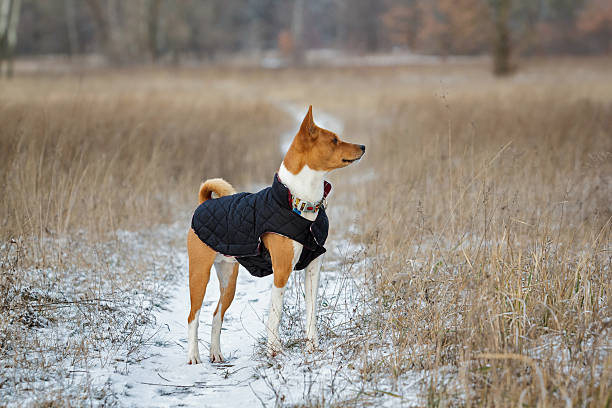 istock Basenji dog walks in the field 507545348