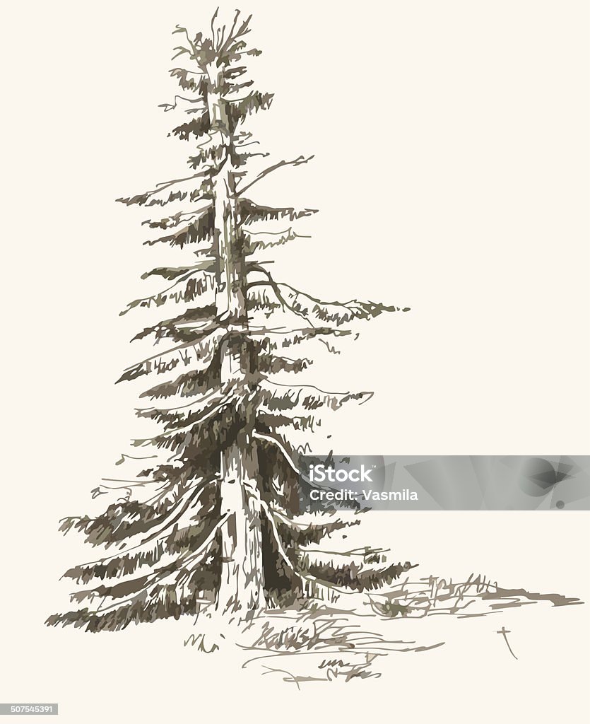 old spruce Black and white hand drawn landscape. Vector illustration Art stock vector