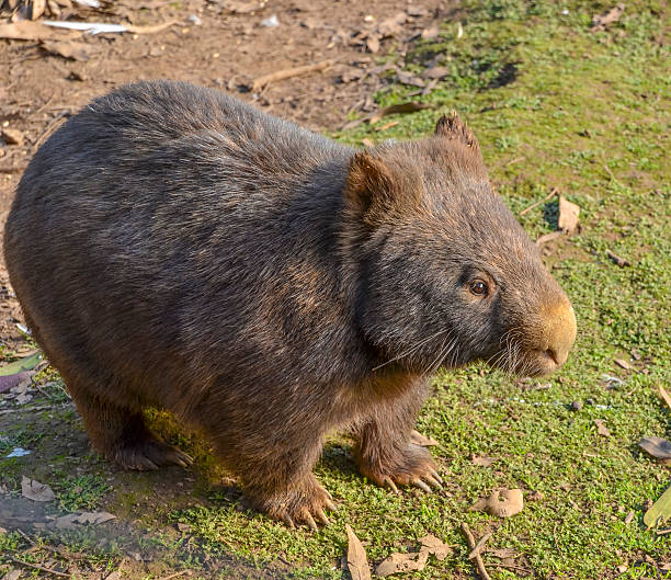 cabeludo nariz wombat - common wombat imagens e fotografias de stock