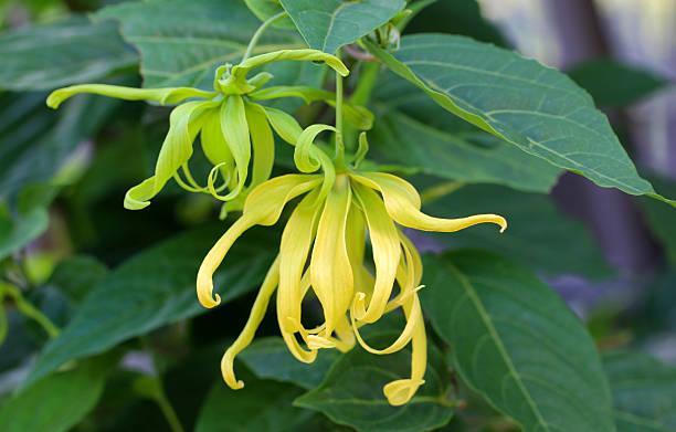 istock Ylang-Ylang Flower 507545728