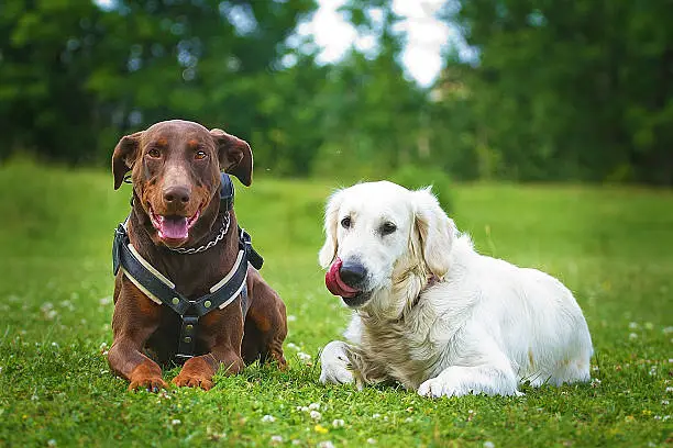 two dogs doberman pinscher and golden retriever puppy outdoors