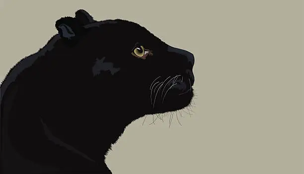 Vector illustration of Profile Panthers