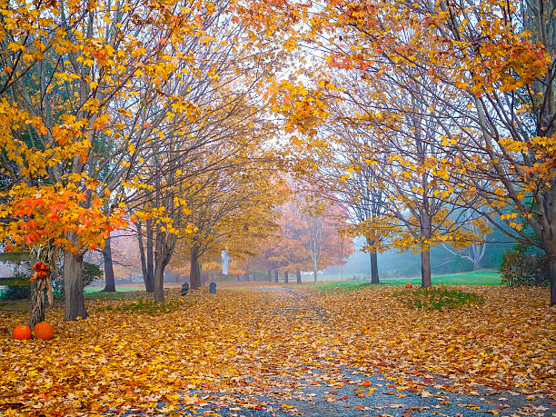 istock Autumn Halloween Trail 507546186