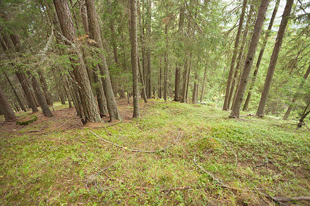 istock Inside a typical forest of the Italian Alps 507546204