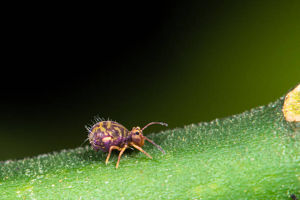 Dicyrtomina saundersi springtail A tiny purple and yellow hexapod walking on a yew tree collembola stock pictures, royalty-free photos & images