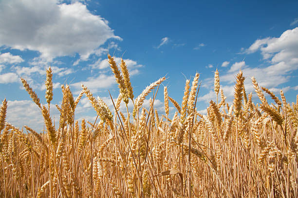 istock corn for the harvest and blue sky 507546439