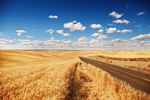 Golden wheat field, road through, blue sky