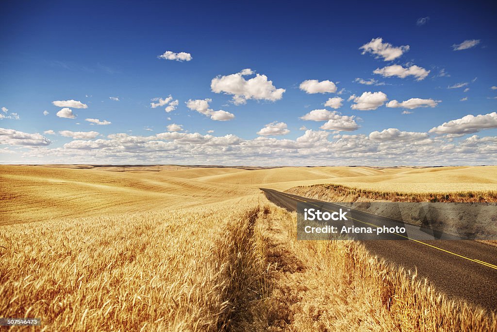 Golden wheat field, road through, blue sky Golden wheat field, road through, blue sky, summer time. sunny day, clouds Wheat Stock Photo