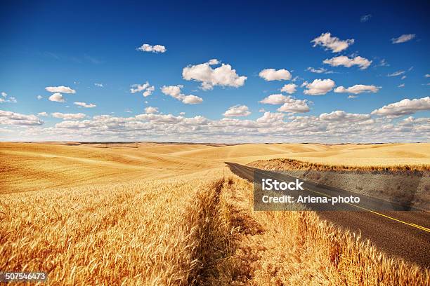 Golden Wheat Field Road Through Blue Sky Stock Photo - Download Image Now - Wheat, Road, Agricultural Field