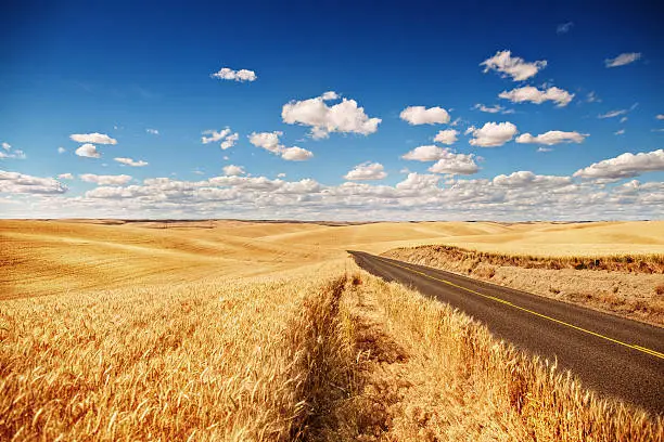 Golden wheat field, road through, blue sky, summer time. sunny day, clouds