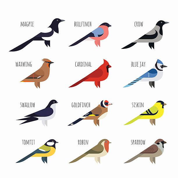 ilustraciones, imágenes clip art, dibujos animados e iconos de stock de colorido vector de conjunto de iconos de aves. cardenal, urraca, gorrión - jilguero