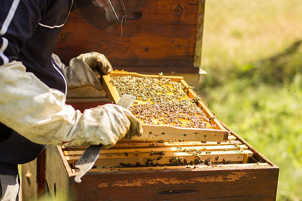 istock Honeycomb with bees and honey 507546753