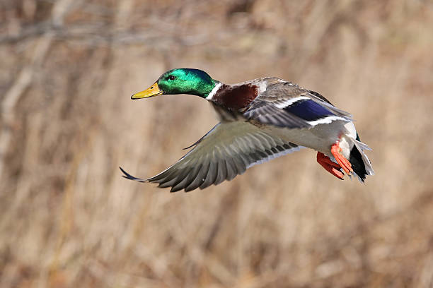 istock Male Mallard Duck 507546848