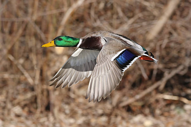 istock Male Mallard Duck 507546866