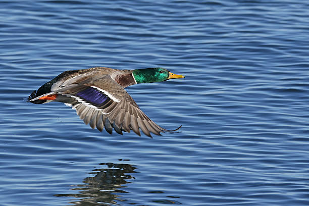 istock Male Mallard Duck 507546920