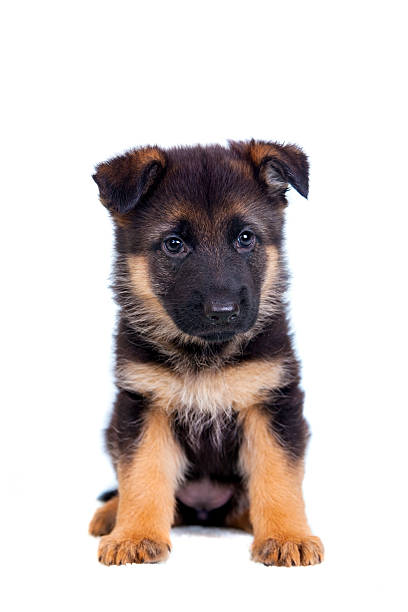 German shepherd puppy German shepherd puppy isolated on white background cub stock pictures, royalty-free photos & images