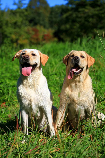 istock Two Labrador retriever dogs 507547297