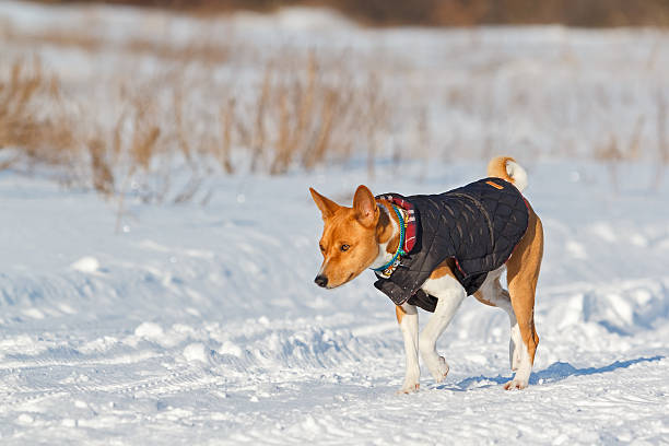 istock Basenji dog walking in the park. Winter 507547306