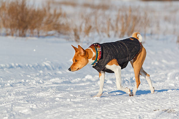 istock Basenji dog walking in the park. Winter 507547324