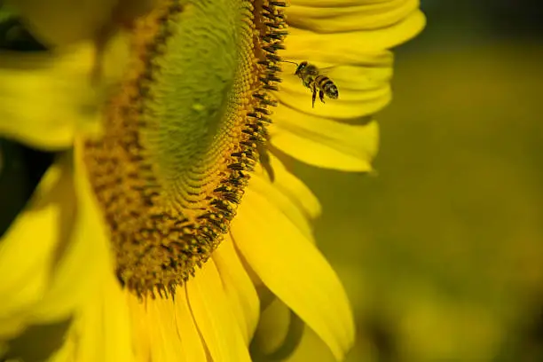 Bee full of pollen flying next to the sunflower