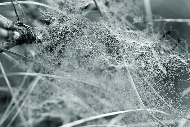 Toile d'araignée recouvert de rosée matinale - Photo
