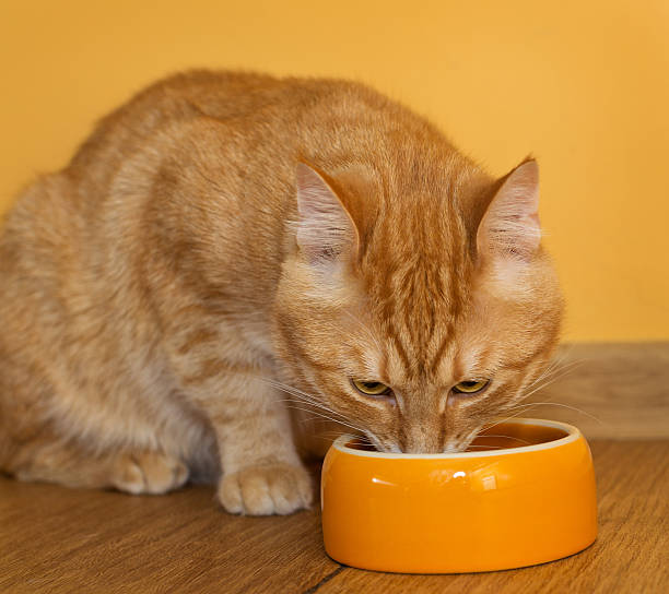 istock Ginger cat eating  food 507548560