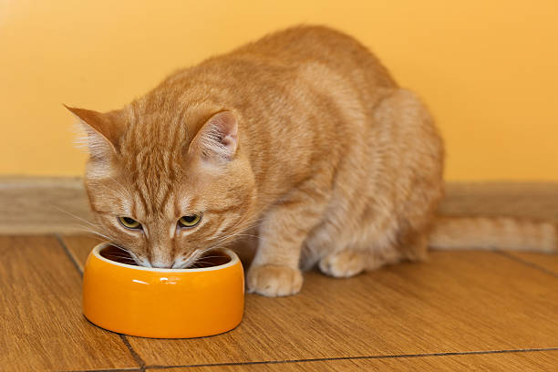 istock Ginger cat eating dry food 507548740