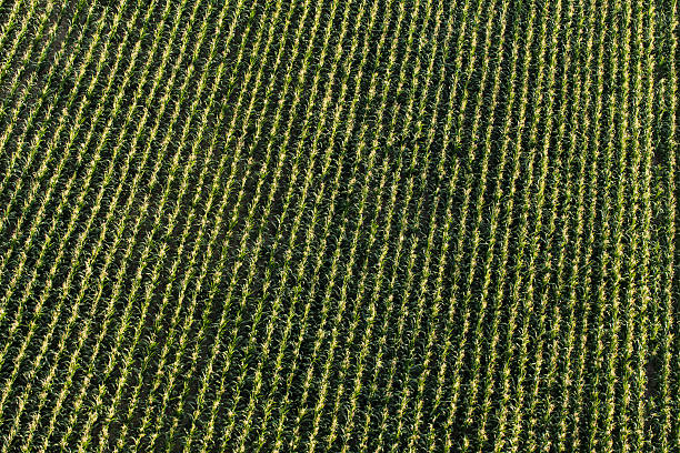istock aerial view of harvest  corn field 507549818