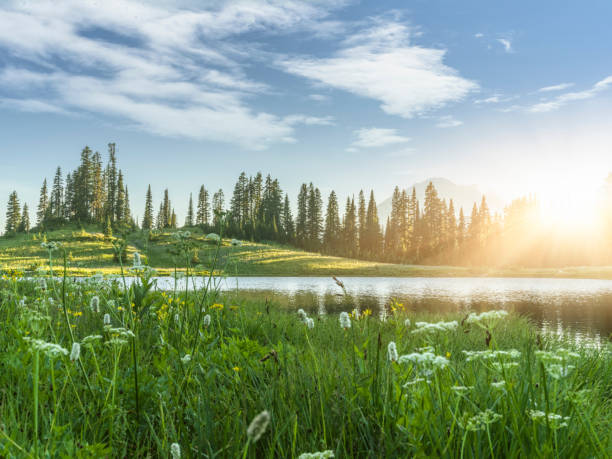 istock Tipsoo Lake of MT.Rainier 507549990