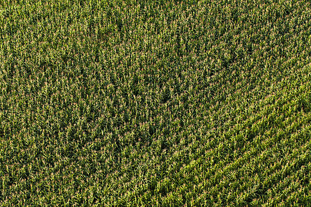 istock aerial view of harvest  corn field 507550268