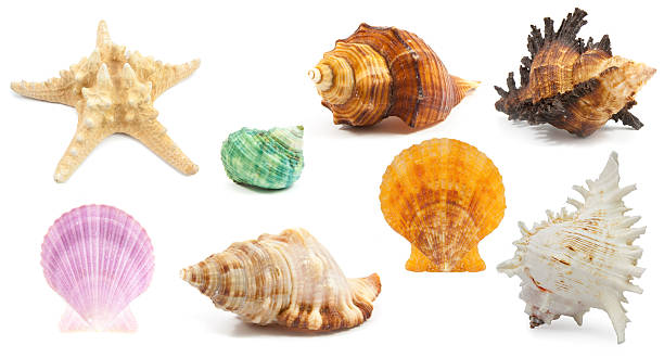 istock collection of Seashell in close-up isolated 507550272