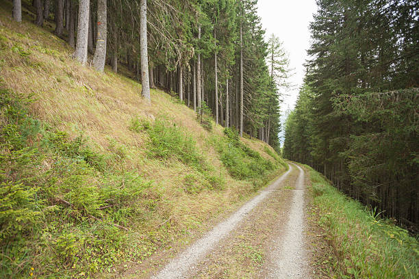 istock Inside a typical forest of the Italian Alps 507551092