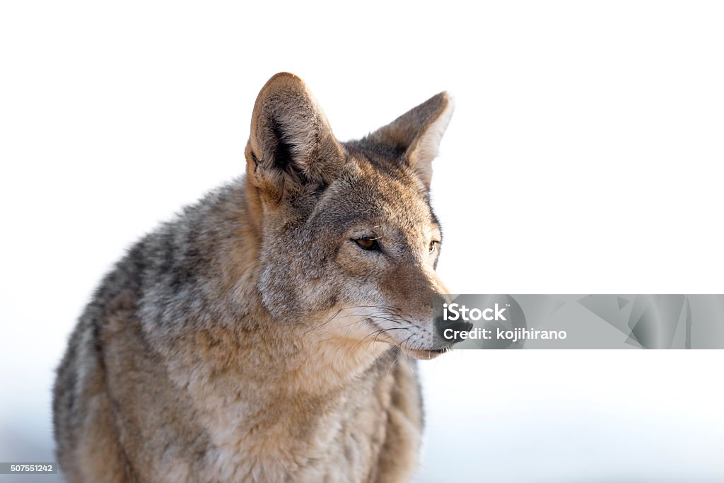 Coyote Close Up image of Coyote Coyote Stock Photo