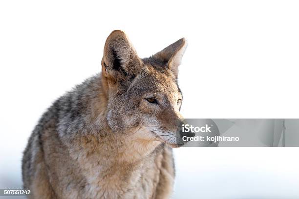 Coyote Stock Photo - Download Image Now - Coyote, Animal, Animal Body Part