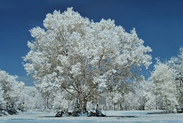 istock The big tree , taken in Near Infrared 507551282