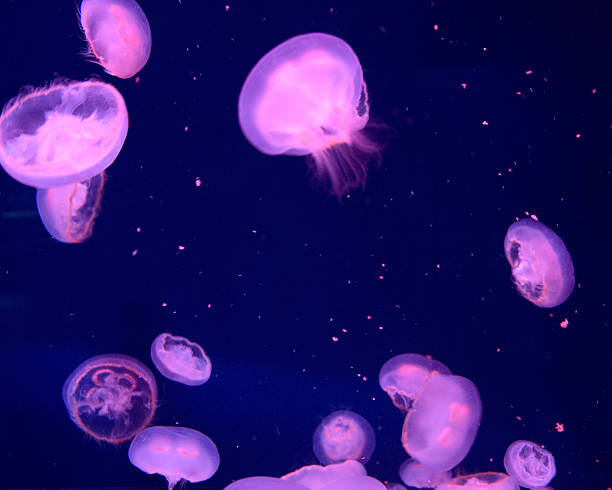 istock Jellyfish in aquarium 507552658