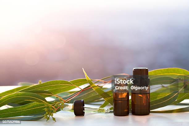 Eucalyptus Aromatherapy Essential Oils In Bottles Stock Photo - Download Image Now - Eucalyptus Tree, Aromatherapy, Sauna
