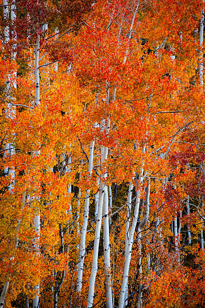 istock nature autumn landscape trees 507553098