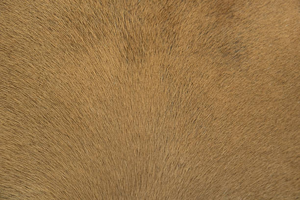 istock horse fur close up 507553784