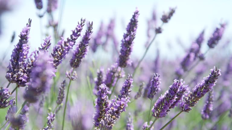 CLOSE UP: Beautiful blooming lavender flowers swaying in the wind