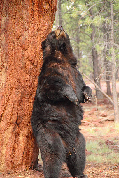 istock Black Bear Ursus Americanus Animal 507566450