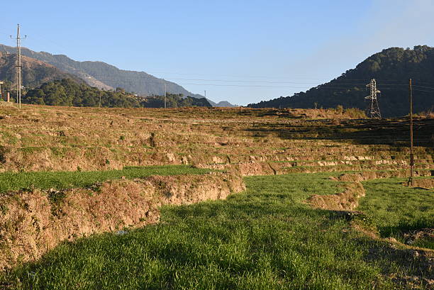 istock Step farming of wheat 507567048