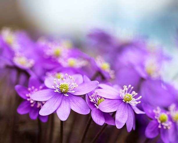 hepatica nobilis liverleaf primavera flor macro, blåveis noruega - nobilis fotografías e imágenes de stock