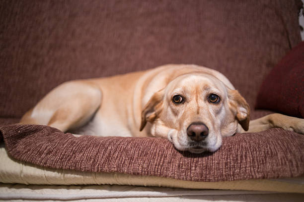 Beige labrador on black