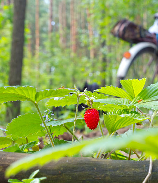 Wild strawberry berry growing in natural environment