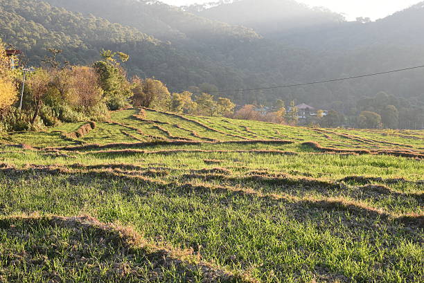 entre a agricultura de trigo - corn crop corn spring field - fotografias e filmes do acervo