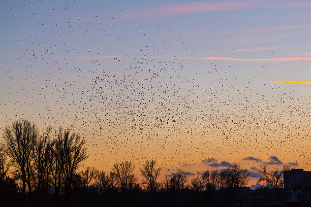 istock Large amounts of birds flying at sunset 507567808